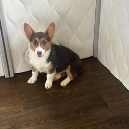 Ellie - Pembroke Welsh Corgi