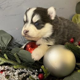Ariya's blue boy 3 - Blue male Pomsky puppy in Enid, Oklahoma from Mile Hi Pomskies