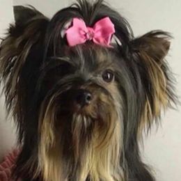 Lady Taz - Yorkshire Terrier