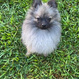 Knox - Pomeranian