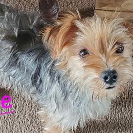 Yorkipoos and Yorkshire Terriers from Texas Yorkies and Yorkiepoos