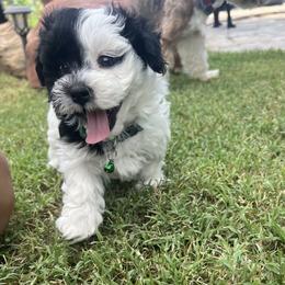 MALE AVAILABLE - Black male Havanese puppy in Monahans, Texas from Homeward Havanese, LLC
