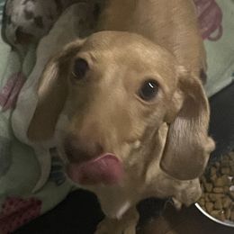 Rosie - Dachshund