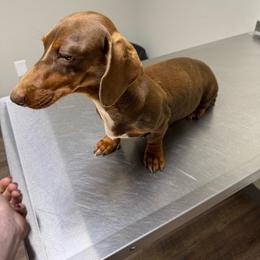 Lexi - Dachshund