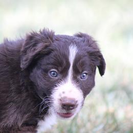 Mitch - Red male Border Collie puppy in Tylertown, Mississippi from Cool Meadow Farms