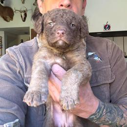 Chesapeake Bay Retriever Puppies from Ghost Dog Chesapeakes