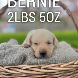 Bernie - Yellow male Dilute Retriever puppy in Puyallup, Washington from 12 Door Farm Labradors