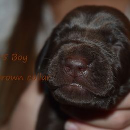 Boy 5-brown - Liver male German Shorthaired Pointer puppy in Riverdale, Michigan from Ninemire Farm