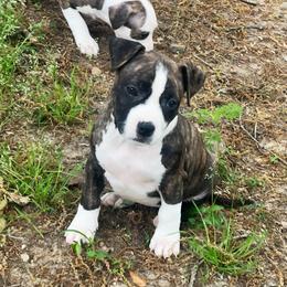 Olive Oyl - Black brindle female American Staffordshire Terrier puppy in Marietta, Georgia from Ambition Amstaffs