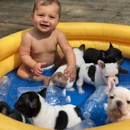 French Bulldog and Nova Scotia Duck Tolling Retriever Puppies from Folklore Den