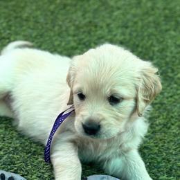 Sky - Golden female Golden Retriever puppy in Fresno, California from Warwick’s Central California Goldens