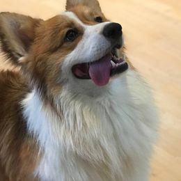 Pembroke Welsh Corgis from Rosette's Canine Creation