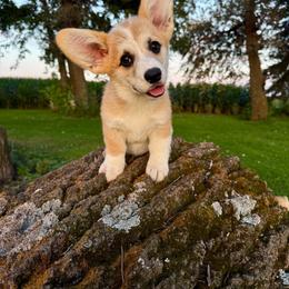 Male 3 - Red male Pembroke Welsh Corgi puppy in Waverly, Iowa from Kindred Corgis