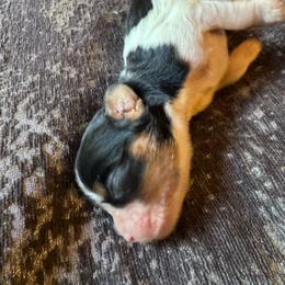 Oreo - Tri-color female Cavalier King Charles Spaniel puppy in Mt Jackson, Virginia from Carters Cavaliers