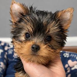 Ch Sired Chikito's Riley - Black and gold male Yorkshire Terrier puppy in Forest Hill, Maryland from Chikito's Yorkies