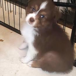 Sweet Red Tri Boy Luke - Red tri-color male Australian Shepherd puppy in Lebanon, Oregon from Rockhill Australian Shepherds