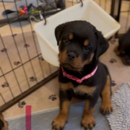 Pink collar - Black and mahogany female Rottweiler puppy in Birmingham, Alabama from K&B Rotts