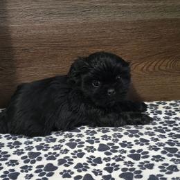 Trixy Boy 2 - Black male Shih Tzu puppy in Meadows Of Dan, Virginia from Walt’s Shih Tzus