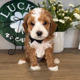 Teoscar - Black - Red male Cavapoo puppy in South Jordan, Utah from Simply Sweet Paws. LLC
