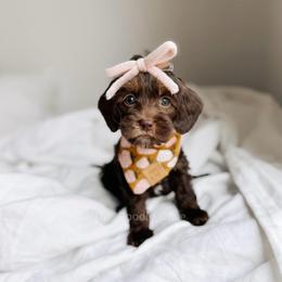Nantucket - Tri-color female Australian Labradoodle puppy in Syracuse, Indiana from The Doodle Cove