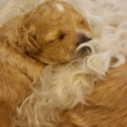 Maltipoo Puppies from Sunset Farm