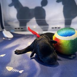 Chili - Black male Poodle puppy in Port Saint Lucie, Florida from Abbott Standard Poodles