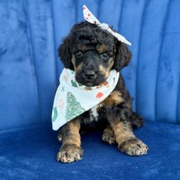 Nessa-Rose - Phantom female Poodle puppy in Bellville, Ohio from Cedar Ridge Standard Poodles