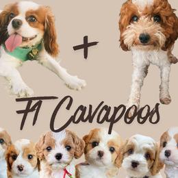 Cavapoo puppies from Home Grown Puppies