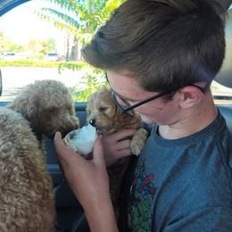 Cavapoo Puppies from Prince Pups