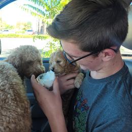 Cavapoo Puppies from Prince Pups
