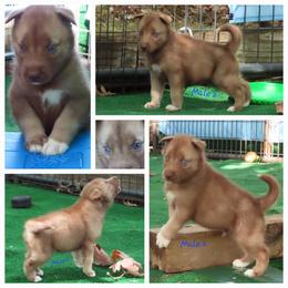 Faolan Male 2 - Red and white male Siberian Husky puppy in Hiawassee, Georgia from Chastains Huskies