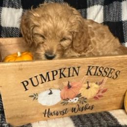 Cavapoo Puppies from Molly & Friends