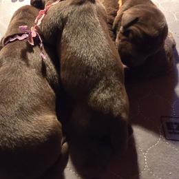 People girl - Chocolate female Labrador Retriever puppy in Sioux City, Iowa from Brown Dog Acres