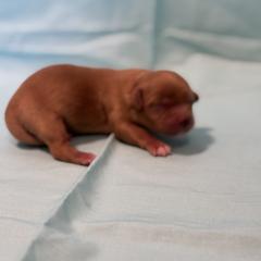 Cavachon Puppies from Cute, Colorado Cavachons