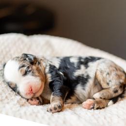 Cash - Merle male Bernedoodle puppy in Narvon, Pennsylvania from CBKB Bernedoodle’s