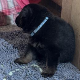 Boy 2 - Black and red male German Shepherd puppy in Rolesville, North Carolina from Ransomshire Shepherds