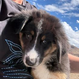 Surf - Black tri-color male Australian Shepherd puppy in Preston, Idaho from KC Bar Ranch Aussies