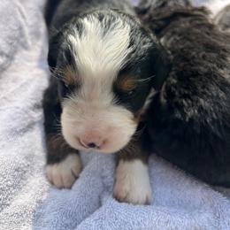 Angela OFA - Black rust and white female Bernese Mountain Dog puppy in Strasburg, Ohio from Lois Allison