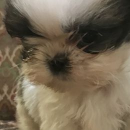 Shih Tzu Puppies from Willow Lane Shih Tzus