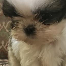 Shih Tzu Puppies from Willow Lane Shih Tzus