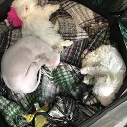 Maltese Puppies from Emotional Amor Support
