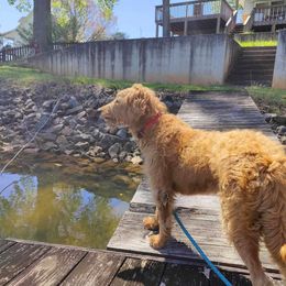 Goldendoodles and Poodles from Doodles to Poodles