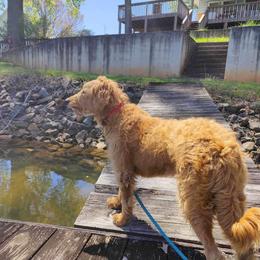 Goldendoodles and Poodles from Doodles to Poodles