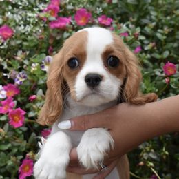 Devin - Blenheim male Cavalier King Charles Spaniel puppy in Lula, Georgia from Cavaliers by Crumley