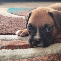 Boy 5 - Boxer puppy in Spring Hill, Florida from Prestige Boxers R US