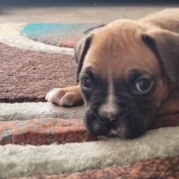 Boy 5 - Boxer puppy in Spring Hill, Florida from Prestige Boxers R US