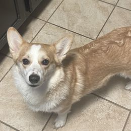 Chloe - Pembroke Welsh Corgi