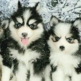 Pomskies from Spokane Pomskies