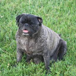 Jasmin - Pug