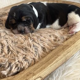 Butterball - Black brown and white male Basset Hound puppy in Lone Jack, Missouri from Wee Little Bassets